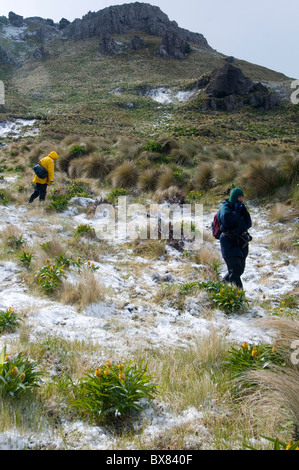 Les randonneurs en ordre décroissant Mt Miel (569 mètres) sur l'île Campbell subantarctique, Nouvelle-Zélande Banque D'Images