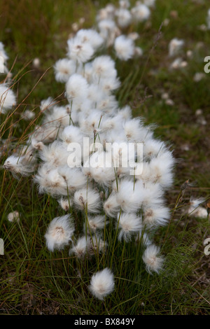 Coton blanc-grass (Eriophorum scheuchzeri ou Eriophorum capitatum), parc national de Pallas-Yllästunturi, Laponie, Finlande Banque D'Images