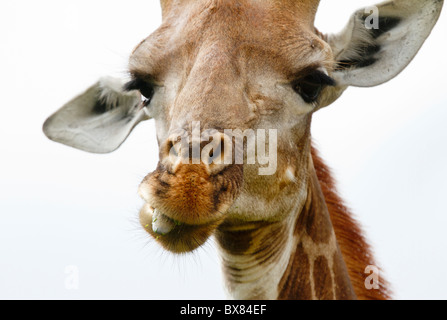 Close-up d'un griaffe (Giraffa camelopardis) mâcher et collage hors de sa langue maternelle Banque D'Images