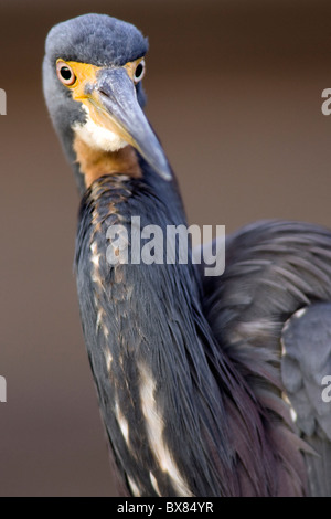 Aigrette tricolore - Green Cay Wetlands, Delray Beach, Floride, USA Banque D'Images