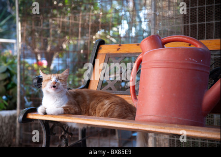 Le gingembre et blanc chat domestique sur un banc, le bâillement, ou sur le point d'éternuer. Banque D'Images
