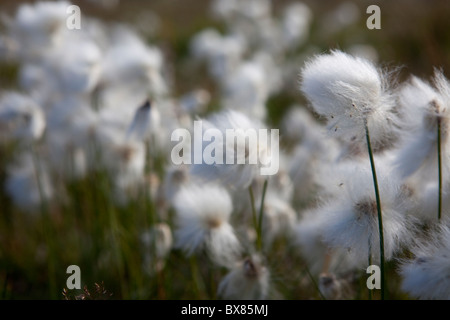 Coton blanc-grass (Eriophorum scheuchzeri ou Eriophorum capitatum), parc national de Pallas-Yllästunturi, Laponie, Finlande Banque D'Images