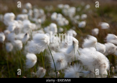 Coton blanc-grass (Eriophorum scheuchzeri ou Eriophorum capitatum), parc national de Pallas-Yllästunturi, Laponie, Finlande Banque D'Images