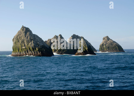 À propos de Shag, 130 milles à l'ouest de la Géorgie du Sud dans l'océan Atlantique sud, avec les cormorans mouchetés nichent dans top Banque D'Images