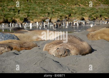 Un éléphant mâle fatigué de vous détendre sur la plage, le port de l'or, la Géorgie du Sud Banque D'Images