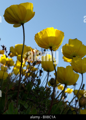 Un groupe de coquelicots Orange croissant dans les Alpes Suisses Banque D'Images