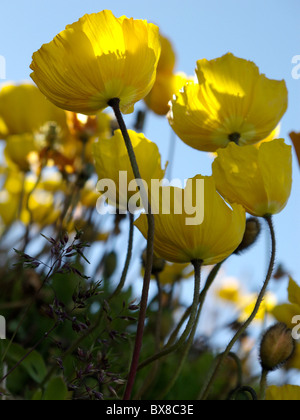 Un groupe de coquelicots Orange croissant dans les Alpes Suisses Banque D'Images