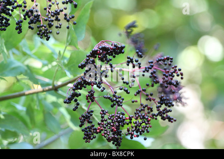Sureau mûr accroché à la direction générale. Banque D'Images
