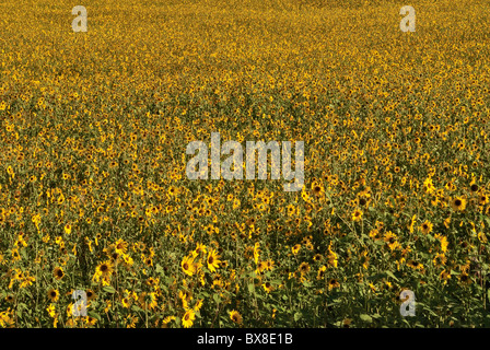 Champ de tournesols, Grand Sage Plain près de Cortez, Colorado, USA Banque D'Images