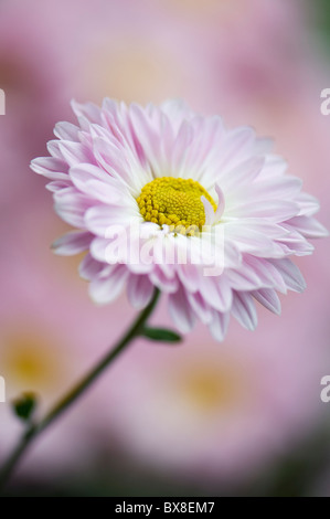 Un seul Anglais Daisy Flower - Bellis perennis Banque D'Images