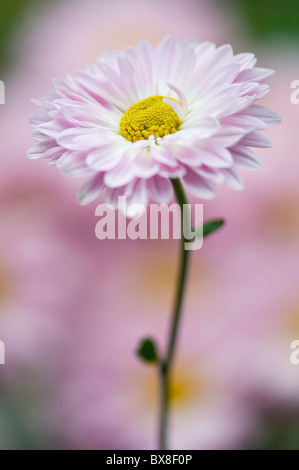 Un seul Anglais Daisy Flower - Bellis perennis Banque D'Images