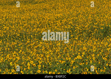 Champ de tournesols, Grand Sage Plain près de Cortez, Colorado, USA Banque D'Images