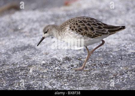 Une collerette (Philomachus pugnax) balades en plumage d'hiver sur la glace Banque D'Images