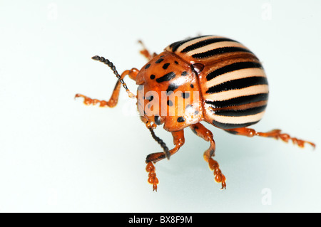 Faux La pomme de terre ou la morelle de la beetle Leptinotarsa juncta, Banque D'Images