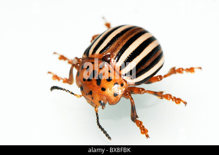 Faux La pomme de terre ou la morelle de la beetle Leptinotarsa juncta, Banque D'Images