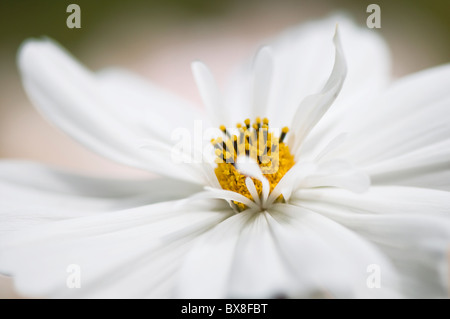 Une seule fleur Cosmos blanc - Cosmos Bipinnatus Sonata Banque D'Images