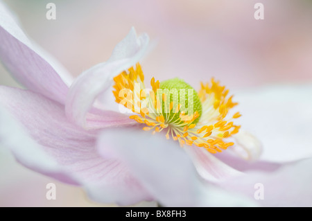 Un seul soft focus japonais rose fleurs Anémone - Anemone japonica, A. hybrida 'Reine Charlotte' Banque D'Images