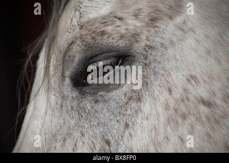 Close up of a Horse's eye au Championnat National Charro à Pachuca, Mexique, l'État de Hidalgo Banque D'Images