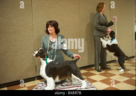 Les propriétaires de chiens et les chiens attendent leur tour pour participer au cours de l'ASC Épagneul Rinçage spectacle au Centre des Congrès Valley Forge dans Banque D'Images