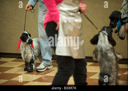 Les propriétaires de chiens et les chiens attendent leur tour pour participer au cours de l'ASC Épagneul Rinçage spectacle au Centre des Congrès Valley Forge dans Banque D'Images