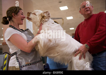 Rudy, un chamption Clumber spaniel, salue des amis au cours de la backstage Rinçage ASC Spaniel Spectacle au Valley Forge Convention Banque D'Images