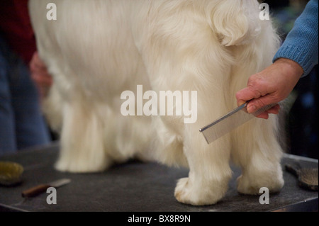 Rudy, un chamption Clumber spaniel, est entretenue au cours de la backstage Rinçage ASC Spaniel Spectacle au Valley Forge Convention Banque D'Images