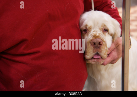 Rudy, un chamption Clumber spaniel, salue des amis au cours de la backstage Rinçage ASC Spaniel Spectacle au Valley Forge Convention Banque D'Images