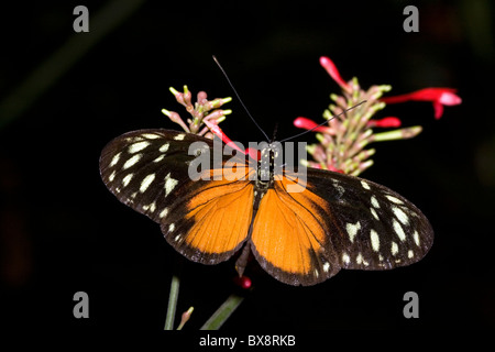 Papillon de la Tiger Longwing Veragua Rainforest près de Limon, Costa Rica. Banque D'Images