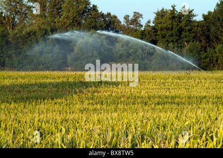 Dans un champ de maïs sprinkleur pulvériser de l'eau, Moussoulens, Carcassonne, France. Banque D'Images