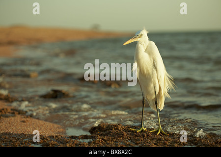 De Gros plan sur l'aigrette garzette Egretta garzetta - Mer Rouge - Sinaï, Égypte Banque D'Images