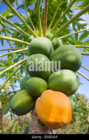 Carica papaya avec à la fois mûrs et papaye non ou papaye fruit Banque D'Images