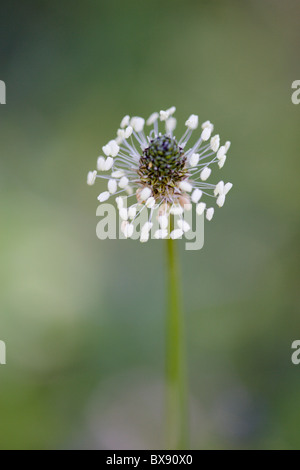 Plantain lancéole Plantago lanceolata flower Banque D'Images