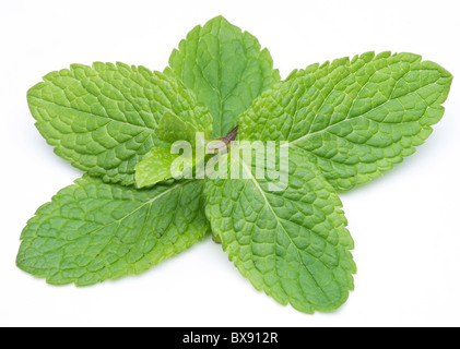 Les feuilles de menthe sur fond blanc Banque D'Images