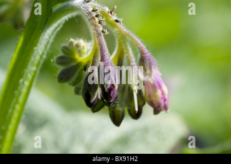 Fleurs Symphytum officinale Consoude commun Banque D'Images