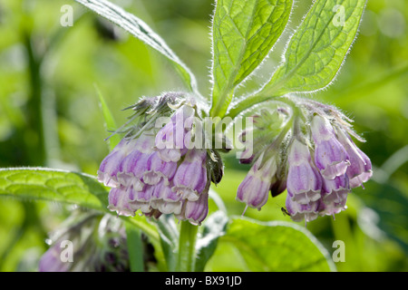 Fleurs Symphytum officinale Consoude commun Banque D'Images