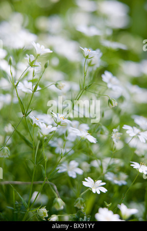 Plus de Stellaria holostea stellaire à fleurs Banque D'Images