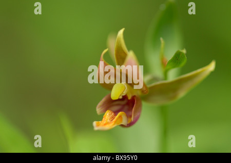 Orchidée, fleur d'eau (Epipactis gigantea) Banque D'Images