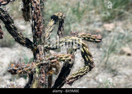 Une série de Cannes (Cholla Cylindropuntia imbricata) tiges et les épines de Bandelier National Monument. Banque D'Images