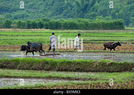 Les personnes travaillant dans les rizières de la récolte du riz avec les buffles, Yangshuo, Guangxi, Chine. Banque D'Images