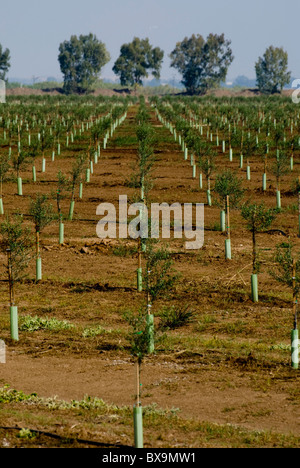 Extramadura, Olive Orchard Banque D'Images