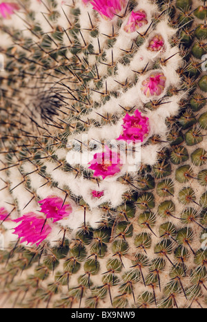Une image en gros plan de Mammillaria cactus avec des fleurs roses Banque D'Images