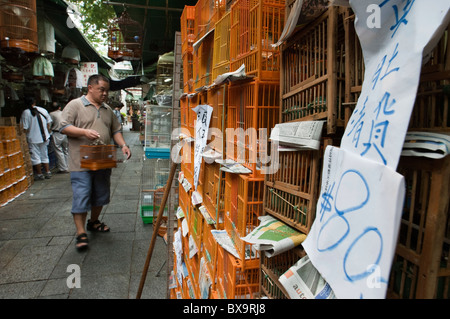 L'homme à la recherche des oiseaux de cage à oiseau au marché, Kowloon, Hong Kong, Chine. Banque D'Images