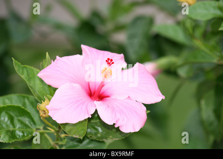 Hibiscus rose en Thaïlande. Banque D'Images