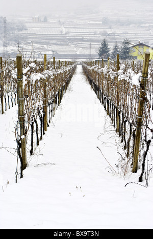 Vignoble en hiver la neige-couvertes Banque D'Images