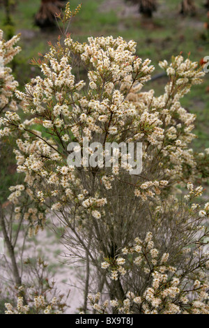 Arbuste à fleurs blanches (Melaleuca sp.  ?), Western Cape, Afrique du Sud Banque D'Images