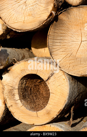 Bois de coeur pourri d'un peuplier faux-tremble eurasien ( populus tremula ) log , Finlande Banque D'Images