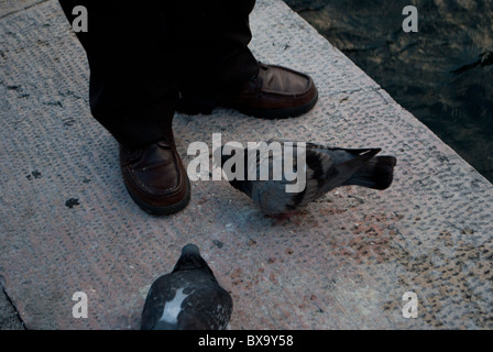Les pigeons gris qui mangent sur le sol en porphyre Banque D'Images