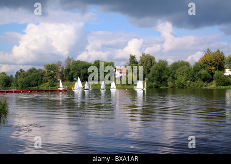 Marlins sur river Banque D'Images