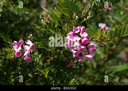 Arbre dans une hâte, Cape lilas, Blossom Tree, Rose Keurboom, Virgilia divaricata, Fabaceae. Syn. C. capensis. Banque D'Images