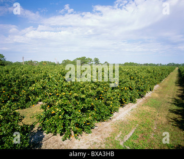 ORANGES DE FLORIDE- VALENCIAS ORANGE GROVE Banque D'Images